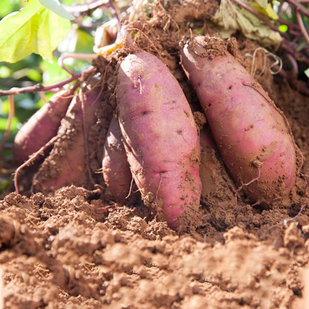 CAMOTE  MORADO ORGÁNICO